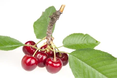 Cherry Stock Photos