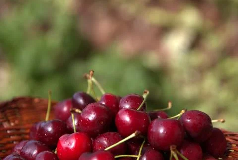 Cherry Stock Photos