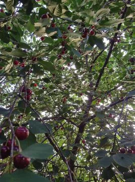 Cherry 스톡 사진