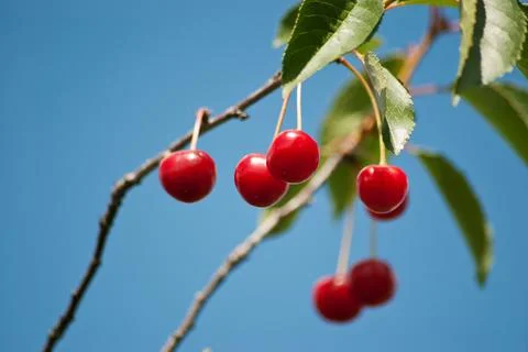 Cherry Stock Photos