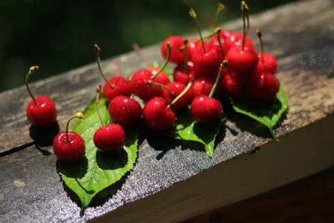 Cherry 库存照片