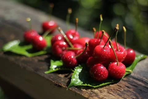 Cherry 스톡 사진