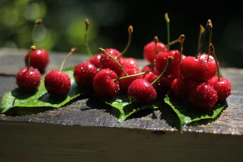Cherry 库存照片