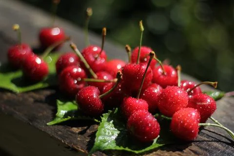 Cherry 스톡 사진