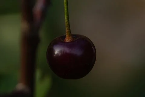 A cherry Stock Photos