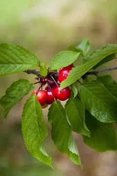 Cherry Stock Photos