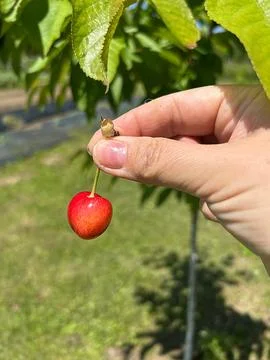 Cherry Stock Photos