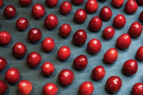 Cherry photographed at an angle on a black background horizontally Stock Photos