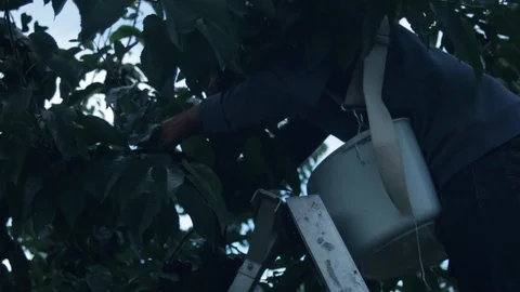A cherry picker working on a ladder in the top of a cherry tree Stock Footage 99994548