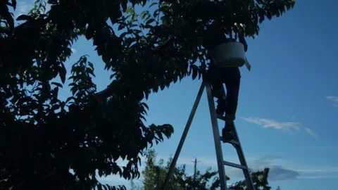 A cherry picker working on a ladder in the top of a cherry tree Stock Footage 99995061