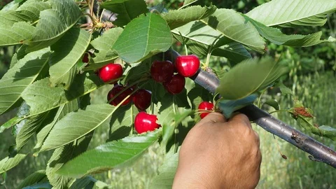 Cherry picking 2 Stock Footage 93112029