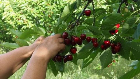 Cherry picking 3 Stock Footage 93159827