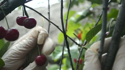 Cherry picking, close-up Stock Footage 160824413