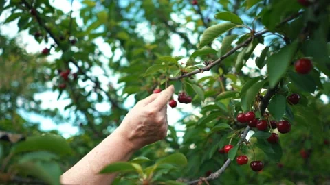 Cherry picking during a bright sunny day Stock Footage 133115221