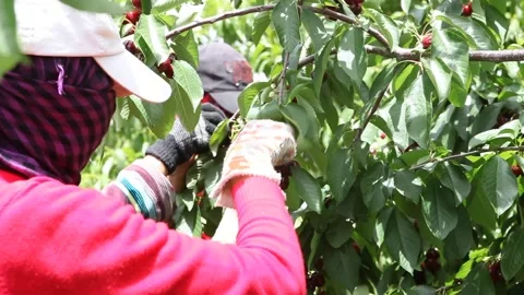 Cherry picking Stock Footage 86488514