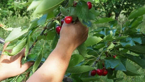 Cherry picking Stock Footage 93113129