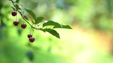 Cherry Picking Stock Footage 121979085