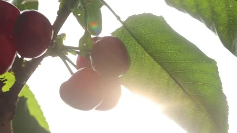 Cherry picking in the greenhouse Stock Footage 273275881