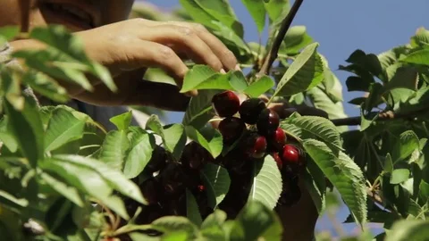 Cherry picking at patagonian fields Vidéo 76105819
