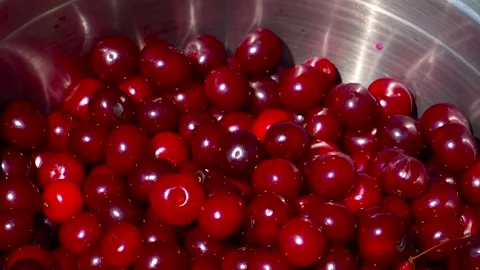 Cherry picking. Throwing cherries while picking, bowl full of cherries Stock Footage 315846579