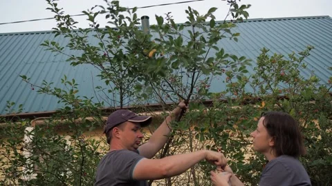 Cherry picking from a tree. a man and a woman are picking berries behind the Stock Footage 160493894
