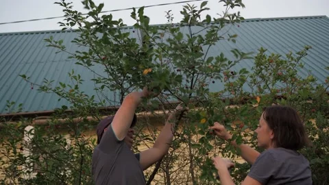 Cherry picking from a tree. a man tilts a branch with a cherry to a woman Stock Footage 167693900