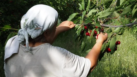 Cherry picking worker Stock Footage 93113746