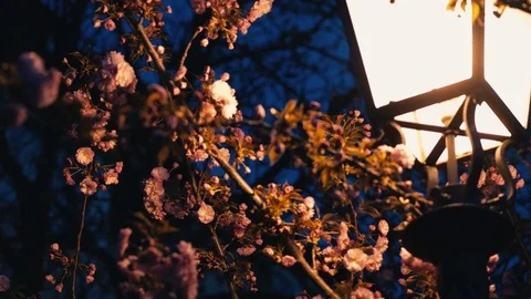 Cherry pink blossoms and lantern at evening Video stock 74235838