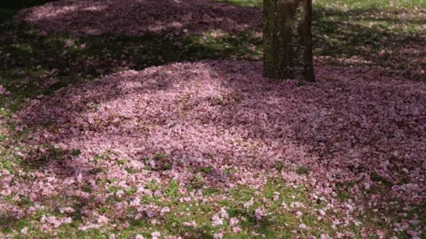 Cherry pink blossoms Fallen on grass under tree in sunlight. Vidéo 311833298