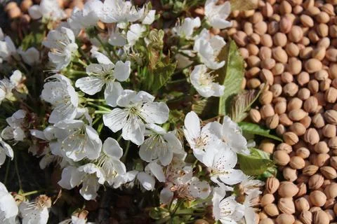 Cherry pits Stock Photos