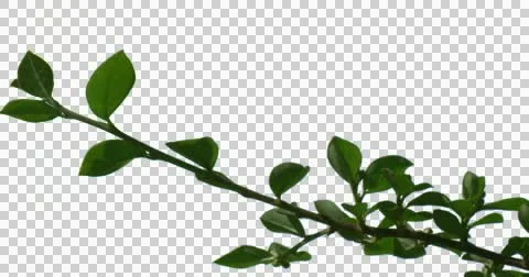 Cherry Plants Flowers Grass Branches Stock Footage 50982488
