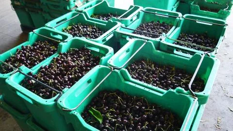 Cherry in plastic transparent container box Stock Photos