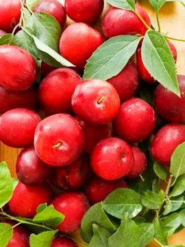 Cherry plum berries Stock Photos