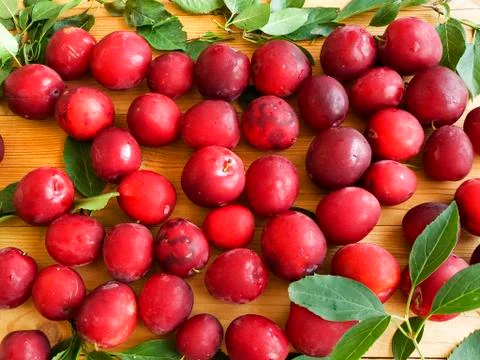 Cherry plum berries Stock Photos