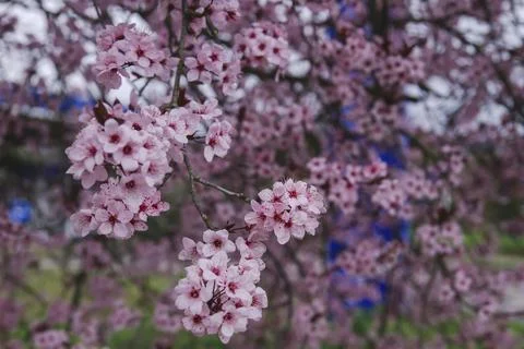 Cherry plum blooming in spring Stock Photos