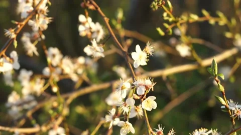 Cherry plum blossom Stock Footage 153897482