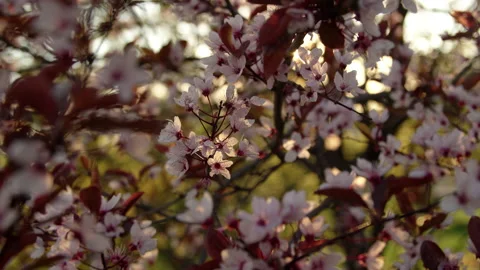 Cherry plum blossom Stock-Footage 192238601