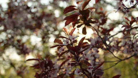 Cherry plum blossom Stock-Footage 192238727