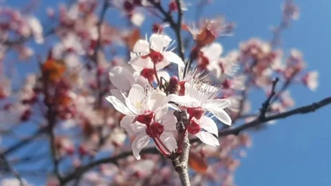 Cherry plum blossom in spring Stock Footage 269138442