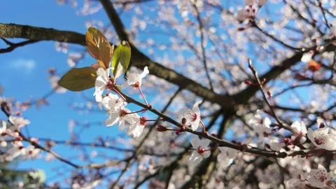 Cherry Plum Blossoms Blooming On Tree Branch Stock Footage 342142657