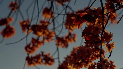 Cherry plum blossoms illuminated by the warm light of sunrise, symbolizing .. Stock Footage 335639696