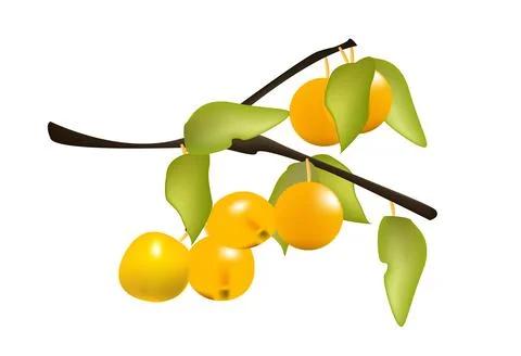 Cherry plum branch Stock Illustration