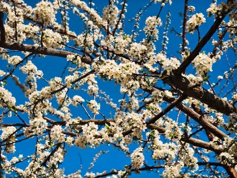 Cherry plum branches laden with delicate white blossoms against a clear vibrant Фото