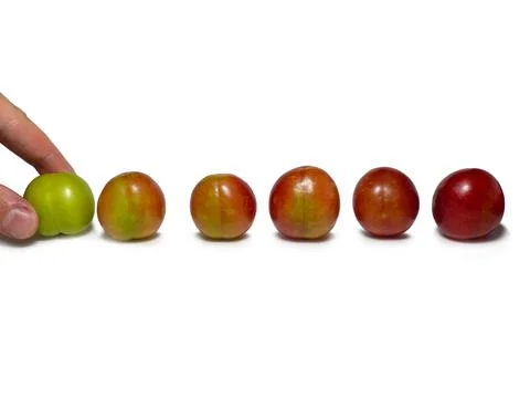 Cherry plum at different stages of maturation. Plum variety. Red and green fr Stock Photos