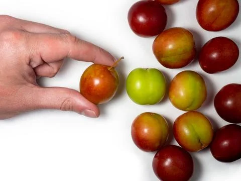 Cherry plum at different stages of maturation. Plum variety. Red and green fr Stock Photos