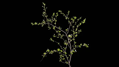 Cherry plum flower buds ALPHA matte, FULL HD. (Prunus cerasifera), timelapse Stock Footage 106882362