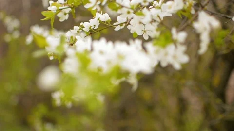 Cherry plum flower moving through focus plane with blurred dreamy background 库存影片 89424495