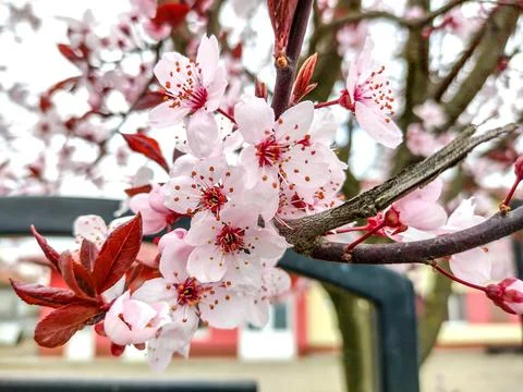 Cherry plum flowering tree in the spring - Romania Stock Photos