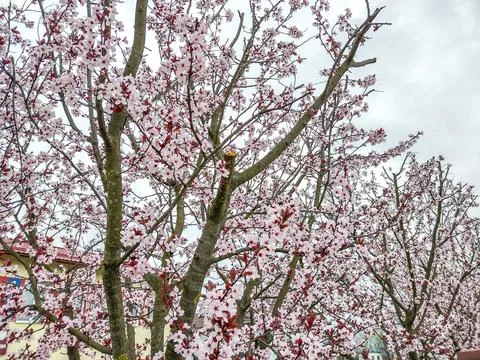 Cherry plum flowering tree in the spring - Romania 写真素材