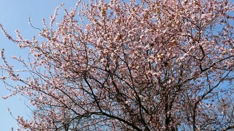 Cherry plum flowers Stock Footage 73442347
